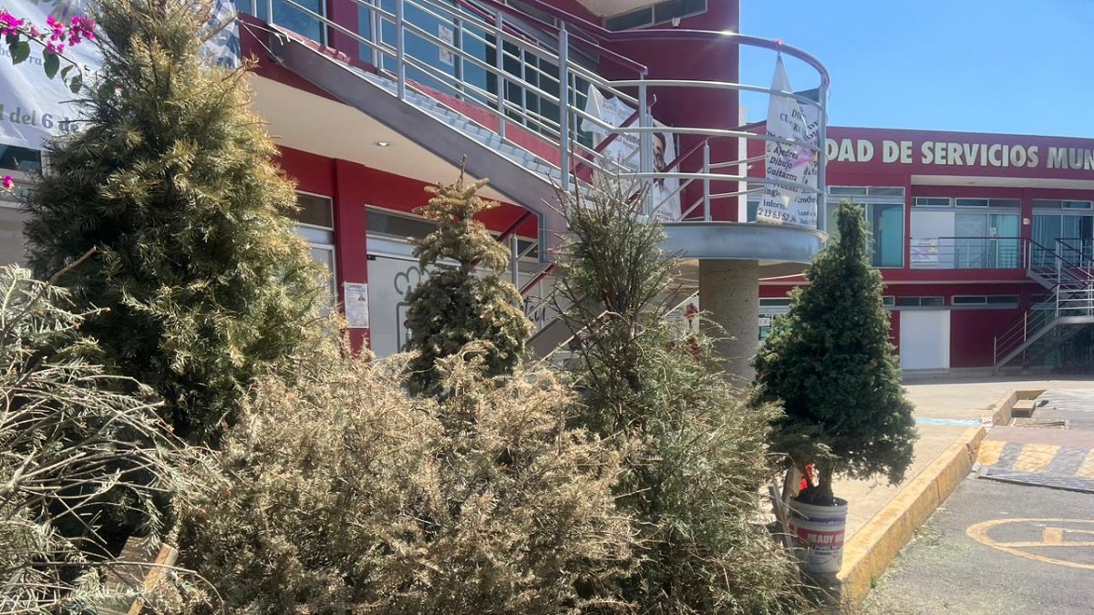 Última semana del programa verde navidad en Cuautlancingo
