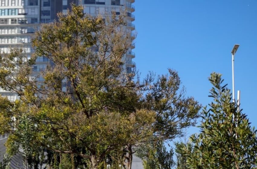  Bosque urbano en cis y parque ecológico se fortalece con 2 mil 200 nuevos árboles