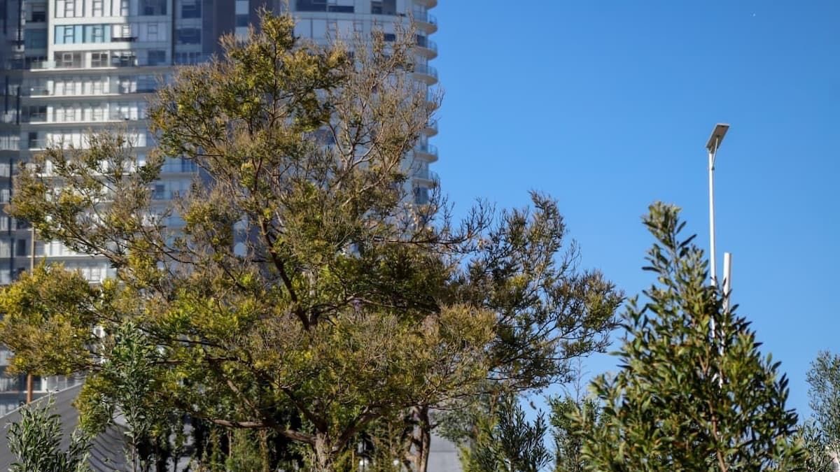 Bosque urbano en cis y parque ecológico se fortalece con 2 mil 200 nuevos árboles