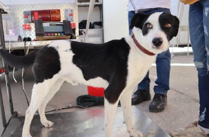  Pepe Chedraui impulsa el bienestar animal en Puebla con más de 8 mil acciones durante febrero