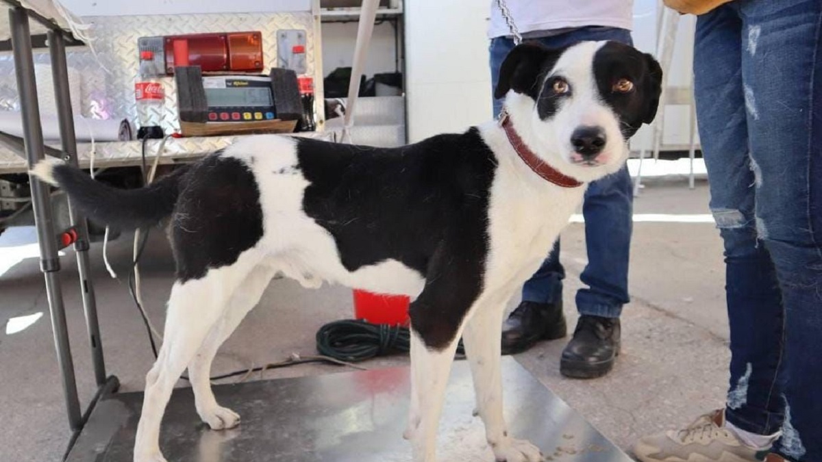 Pepe Chedraui impulsa el bienestar animal en Puebla con más de 8 mil acciones durante febrero