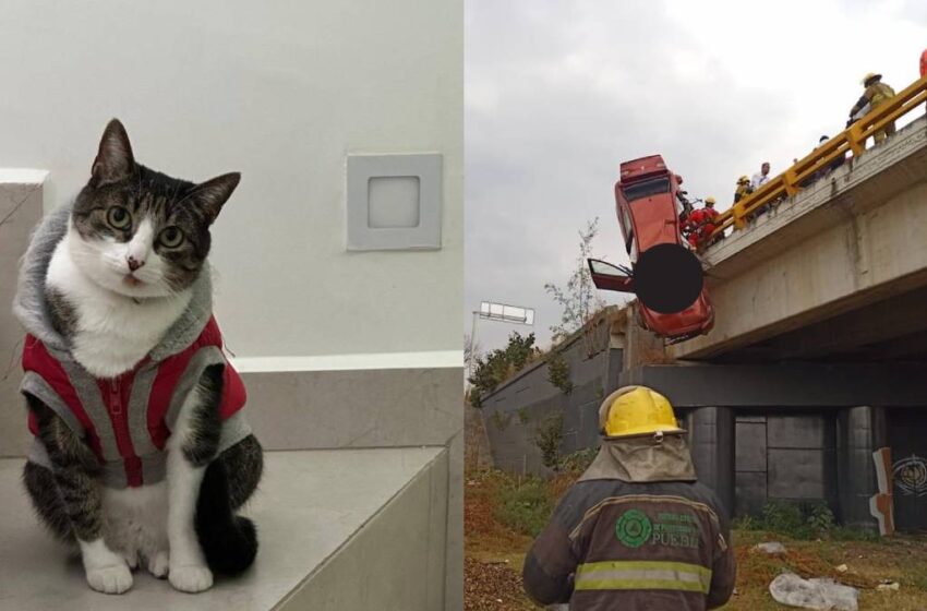  Accidente en Cholula deja una historia abierta: buscan a “Mittens”, gatita extraviada tras el percance