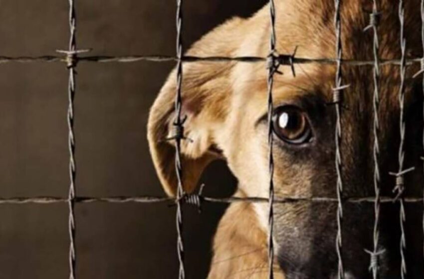  ¿Eutanasias y vacunas caducadas? FGE investiga irregularidades en Bienestar Animal de San Andrés Cholula