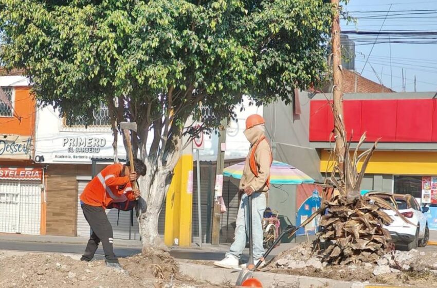  Puebla investiga tala irregular en Calzada Zaragoza: detectan a particulares dañando árboles sin autorización