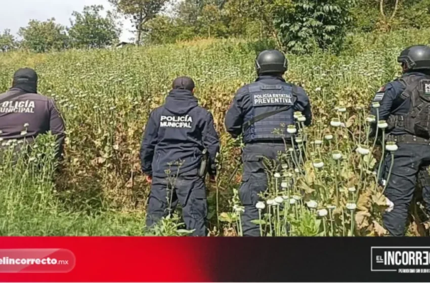 Detecta SSP plantíos de amapola y marihuana en Zoquitlán y Atlixco