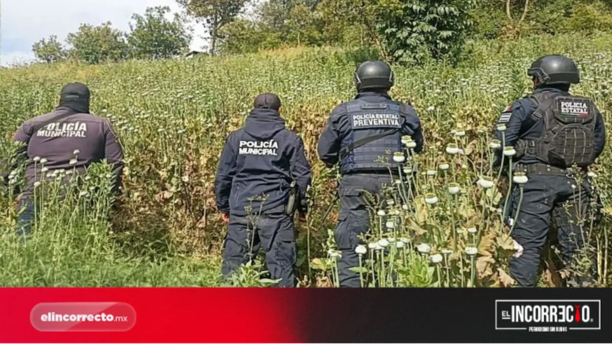 Detecta SSP plantíos de amapola y marihuana en Zoquitlán y Atlixco