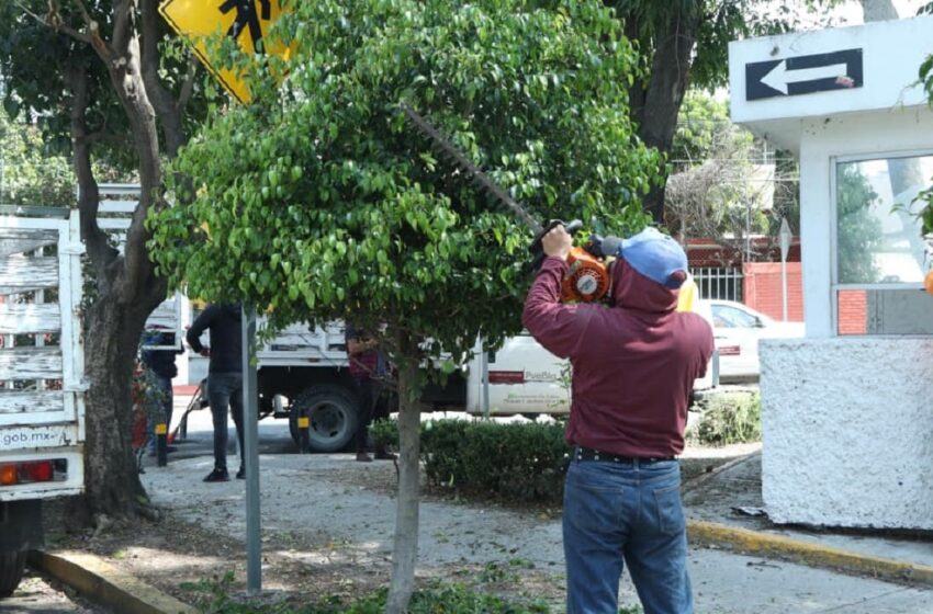  Realiza Gobierno de Pepe Chedraui labores de poda y chapeo en espacios públicos