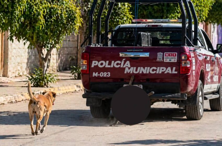  Exhuman perro en Puebla tras video viral; Armenta: “Quien maltrata a un animal es más animal”