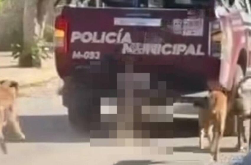  “Quien maltrata a un animal es más animal”: Armenta tras caso en Xolchitepec, pide que Fiscalía de Puebla investigue