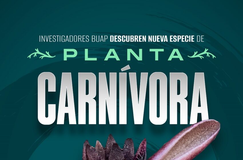 Investigadores BUAP descubren nueva especie de planta carnívora