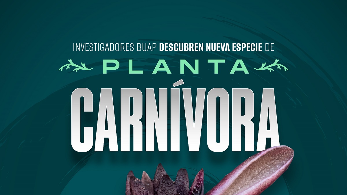 Investigadores BUAP descubren nueva especie de planta carnívora