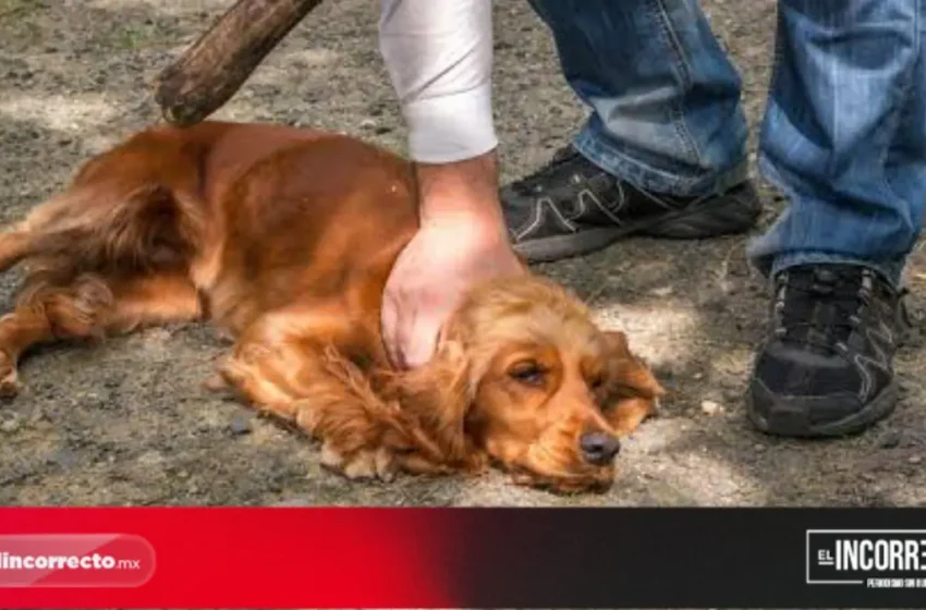  Municipio de Puebla suma 20 denuncias ante FGE por maltrato animal