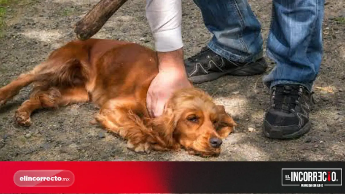 Municipio de Puebla suma 20 denuncias ante FGE por maltrato animal