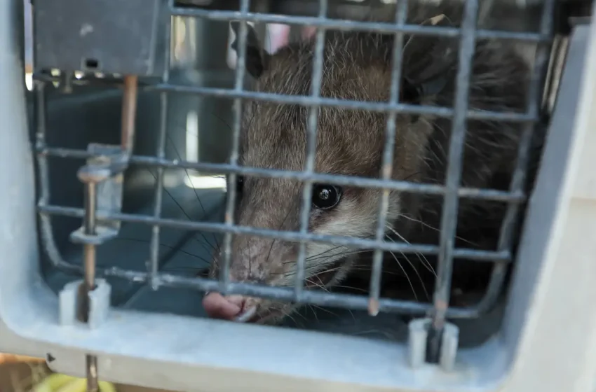  Puebla alista “maltratómetro animal” para frenar crueldad contra perros y gatos