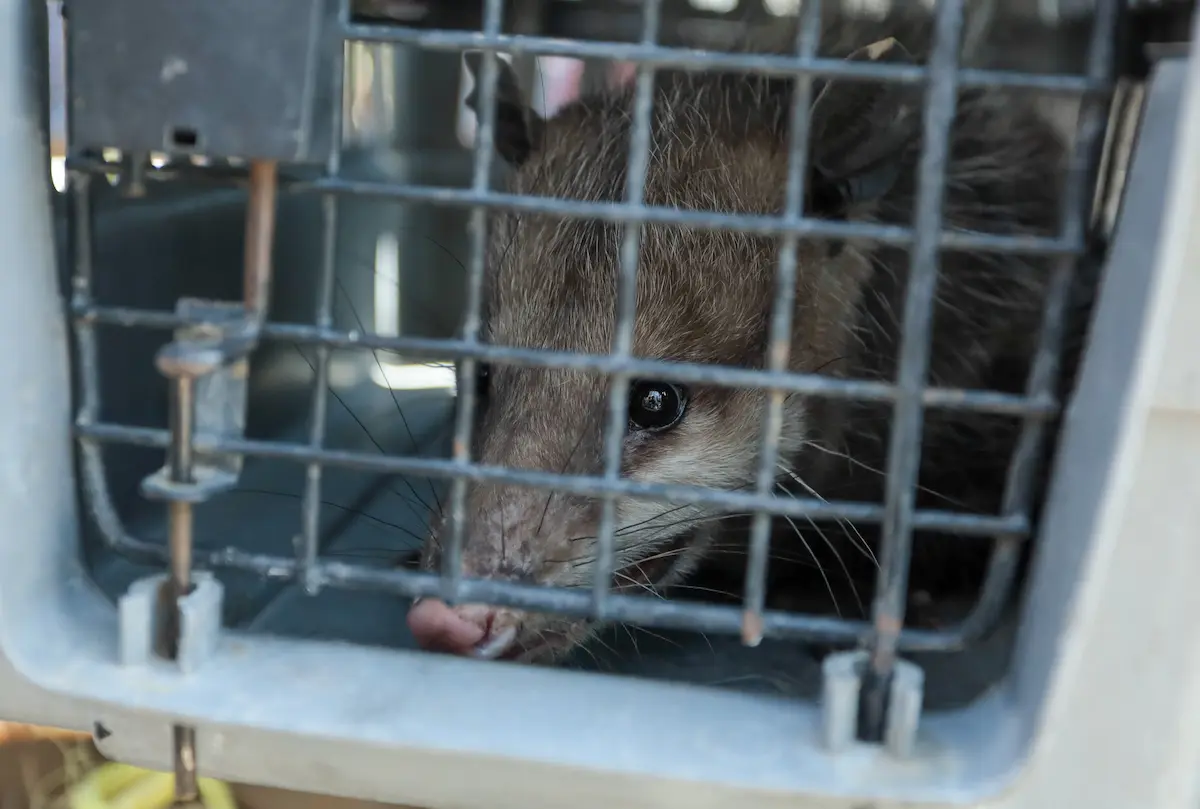 Puebla alista “maltratómetro animal” para frenar crueldad contra perros y gatos