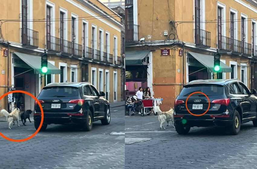  Centro Histórico Puebla: sujeto abandona perros desde camioneta Audi y se burla