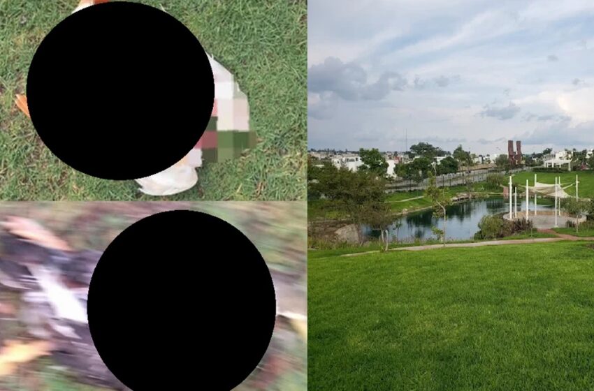  Tragedia en Cascatta: Perros sin correa matan a cinco patos y desatan indignación en Lomas de Angelópolis
