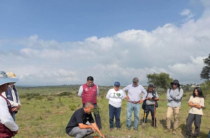  Avanza Gobierno de Pepe Chedraui en la reforestación con la plantación de más de 9 mil árboles