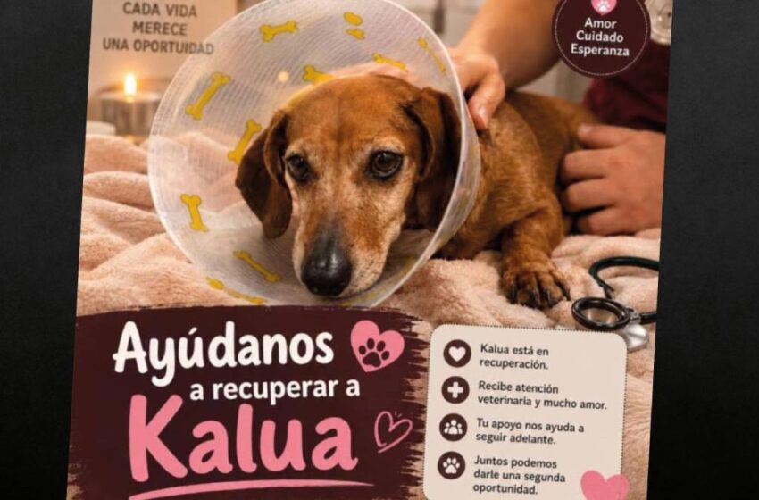  Indignación en Puebla: exigen justicia para Kalua, la perrita que sufrió graves quemaduras tras presunto acto de crueldad animal