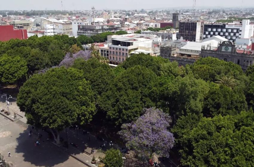  Vecinos de Los Héroes logran retirar campamentos improvisados en árboles tras meses de denuncias
