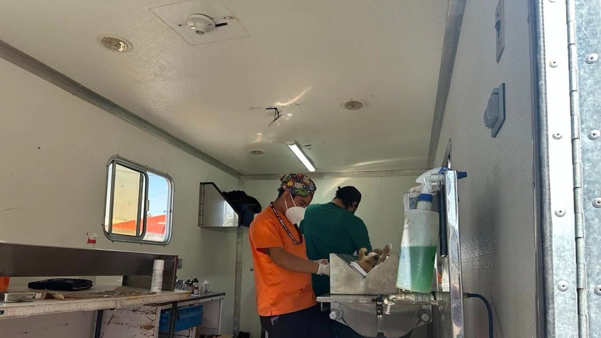 Pepe Chedraui fortalece el bienestar animal con más de 18 mil esterilizaciones gratuitas en Puebla