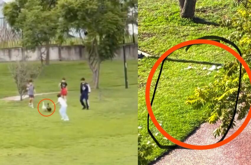  Del furor de «Merlín» al maltrato: denuncian agresiones contra los patos del Parque Cascatta en Puebla