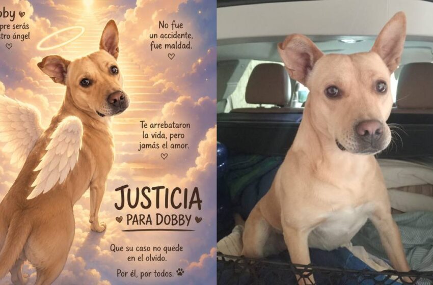  Dobby murió tras ser presuntamente envenenado dentro de su hogar en Puebla; familia exige justicia y denuncia ante la FGE
