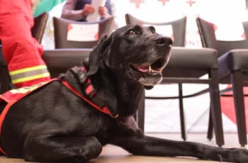 Puebla crea Unidad de Búsqueda y Rescate con binomios caninos especializados