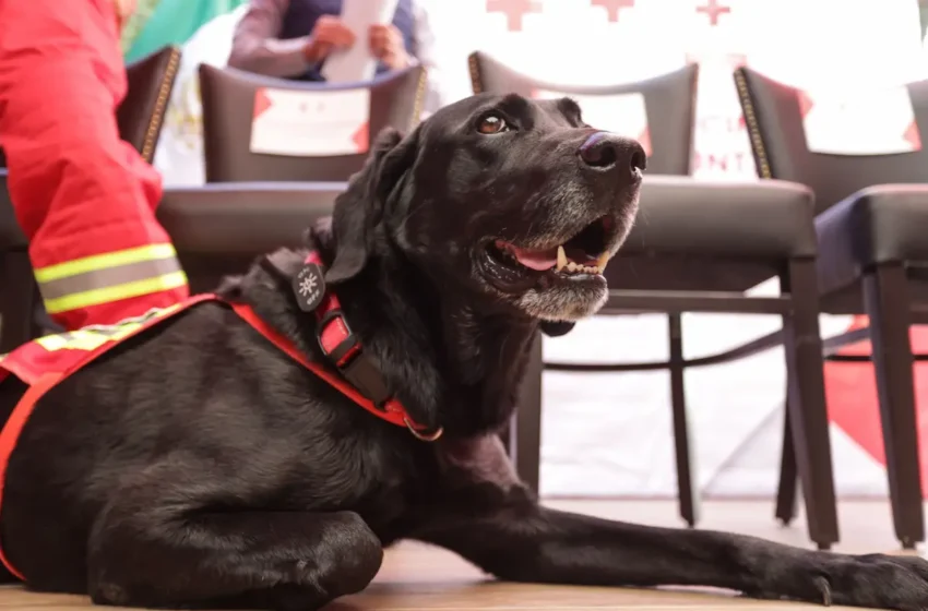  Puebla crea Unidad de Búsqueda y Rescate con binomios caninos especializados