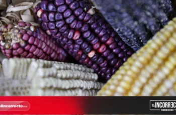Destinan 10.3 mdp para apoyar a productores de maíz y mezcal en Puebla capital