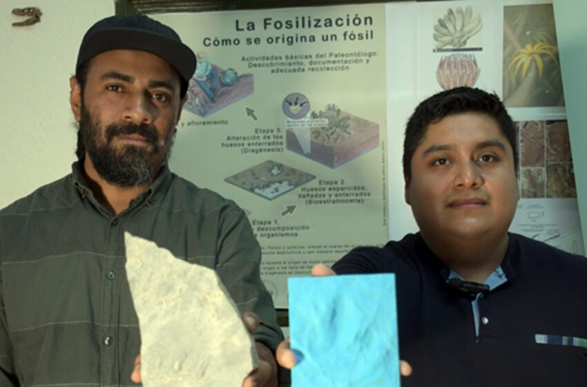 Investigadores BUAP registran nuevas huellas de dinosaurio en Puebla