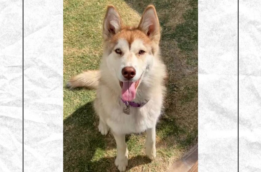 Asalto a paseadora en Puebla provoca la desaparición de Luna, una husky de 4 años