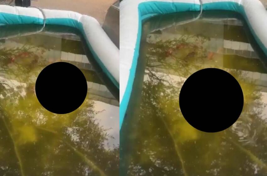  Denuncian peces muertos y abandono de un estanque en Sonata; llevan siete días en una alberca inflable
